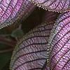 Strobilanthes dyerianus, leaves