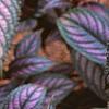 Strobilanthes dyerianus, leaves
