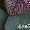 Strobilanthes dyerianus, leaves