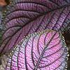 Strobilanthes dyerianus, leaves