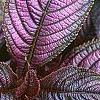Strobilanthes dyerianus, leaves