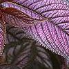 Strobilanthes dyerianus, leaves