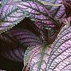 Strobilanthes dyerianus, leaves