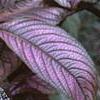 Strobilanthes dyerianus, leaves