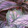 Strobilanthes dyerianus, leaves