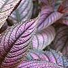 Strobilanthes dyerianus, leaves