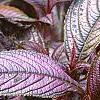 Strobilanthes dyerianus, leaves