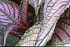 Strobilanthes dyerianus, leaves