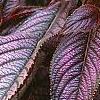 Strobilanthes dyerianus, leaves