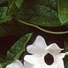 Thunbergia alata, flowers