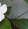 Thunbergia alata, flowers