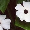 Thunbergia alata, flowers