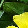 Thunbergia alata 'Sunny Lemon', flowers