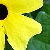 Thunbergia alata 'Sunny Lemon', flowers