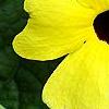 Thunbergia alata 'Sunny Lemon', flowers