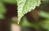 Acer argutum, leaves