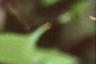 Acer argutum, leaves