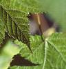 Acer argutum, leaves