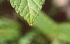 Acer argutum, leaves