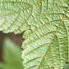 Acer argutum, leaves