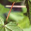 Acer argutum, leaves