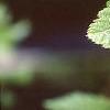 Acer argutum, leaves