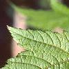 Acer argutum, leaves