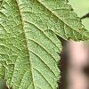 Acer argutum, leaves
