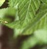 Acer argutum, leaves