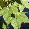 Acer argutum, leaves