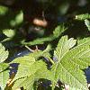 Acer argutum, leaves