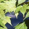 Acer argutum, leaves