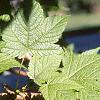 Acer argutum, leaves