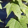 Acer argutum, leaves