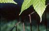 Acer argutum, leaves