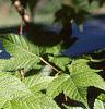 Acer argutum, leaves