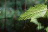 Acer argutum, leaves