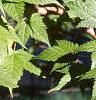 Acer argutum, leaves