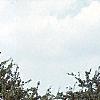 Acer buergerianum, habit