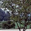 Acer buergerianum, habit