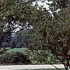 Acer buergerianum, habit