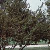 Acer buergerianum, habit