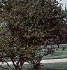Acer buergerianum, habit