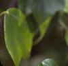 Acer buergerianum, leaves