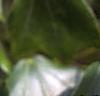 Acer buergerianum, leaves