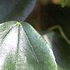 Acer buergerianum, leaves
