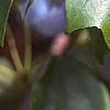 Acer buergerianum, leaves
