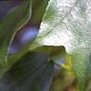 Acer buergerianum, leaves