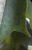 Acer buergerianum, leaves