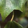 Acer buergerianum, leaves